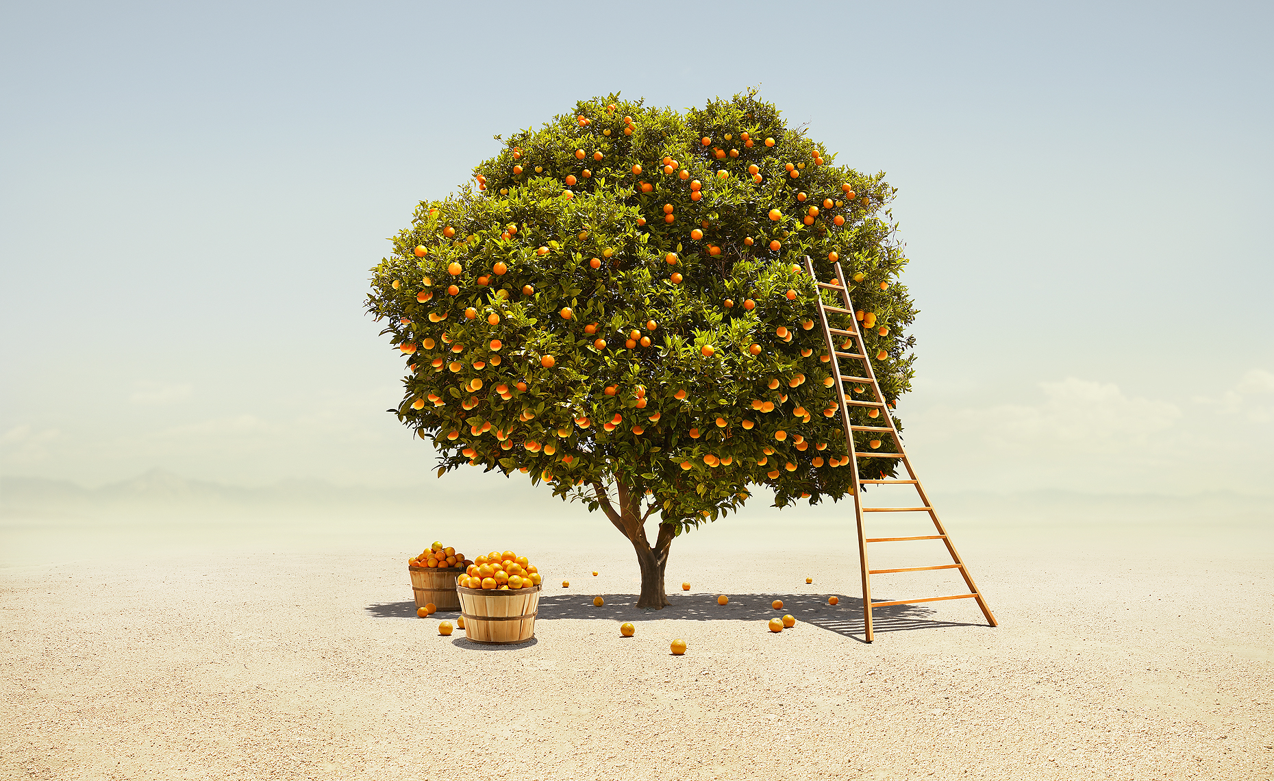 3-Orange tree