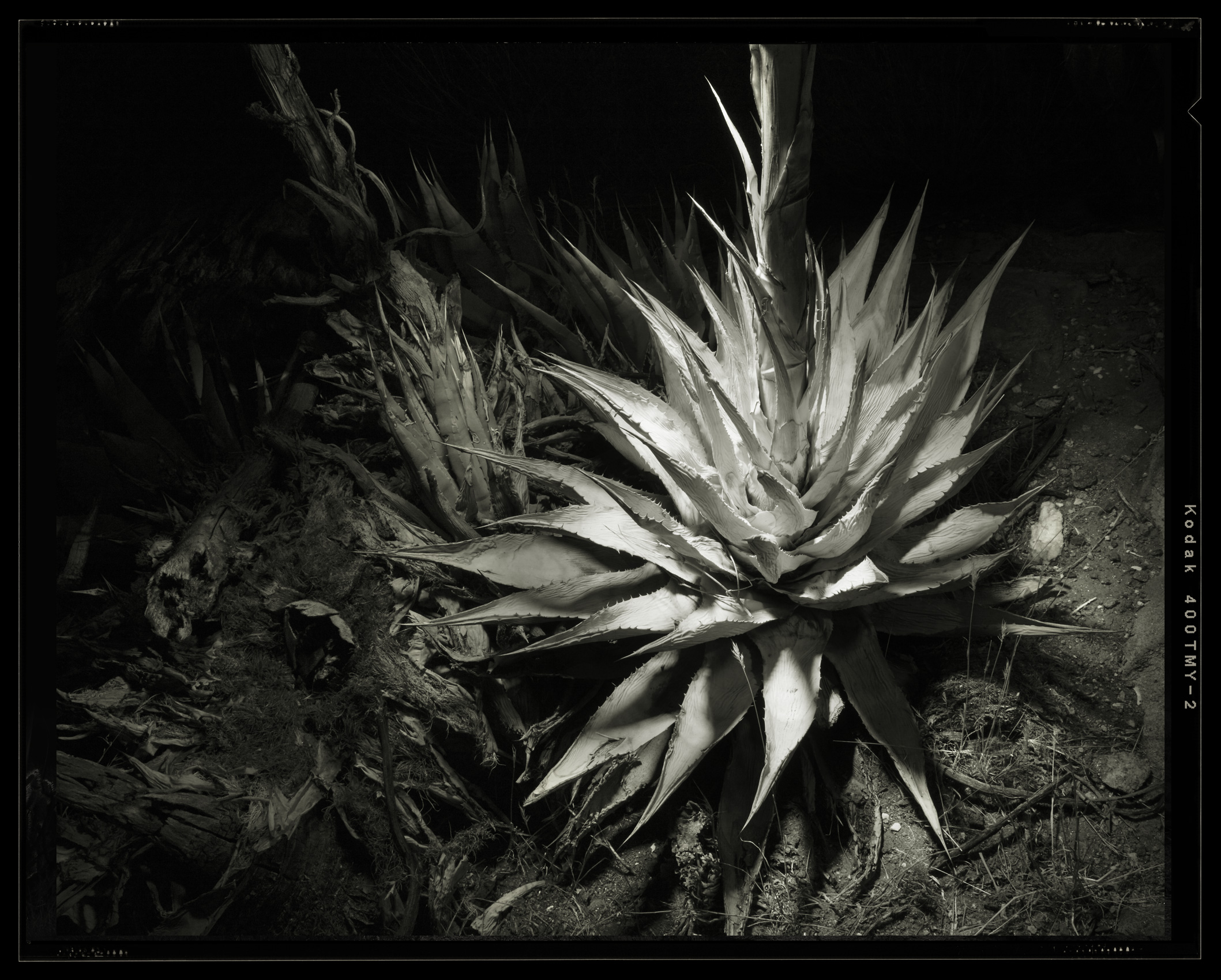 dead-agave